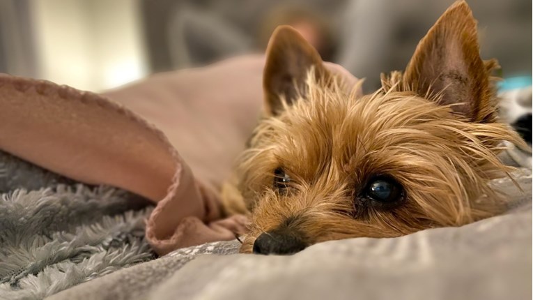 Pas vam spava u krevetu? Ovo su dobre i loše strane te navike