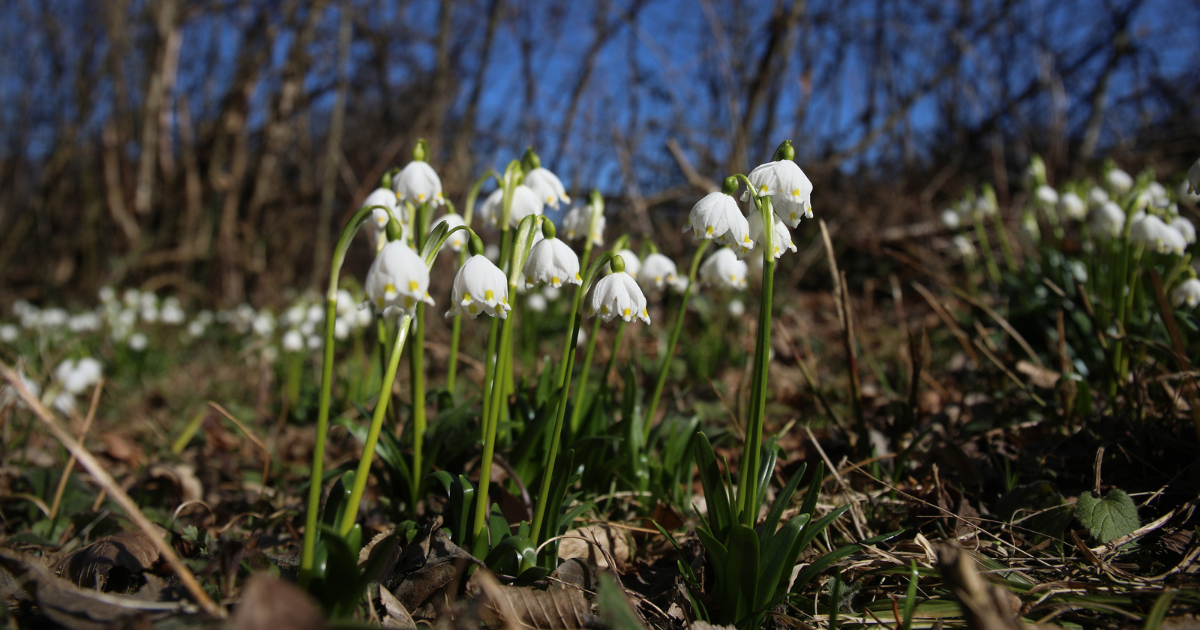 FOTO Prve ovogodišnje visibabe i zvončići procvjetali u Zagorju
