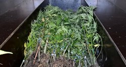USKOK optužio dvojicu Hrvata i četvoricu Srba zbog uzgoja marihuane