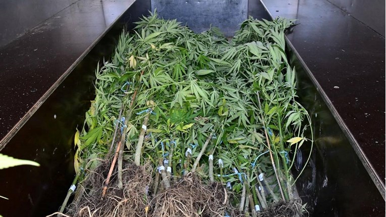 USKOK podignuo optužnicu protiv šestorke koja je uzgojila 35 kilograma marihuane