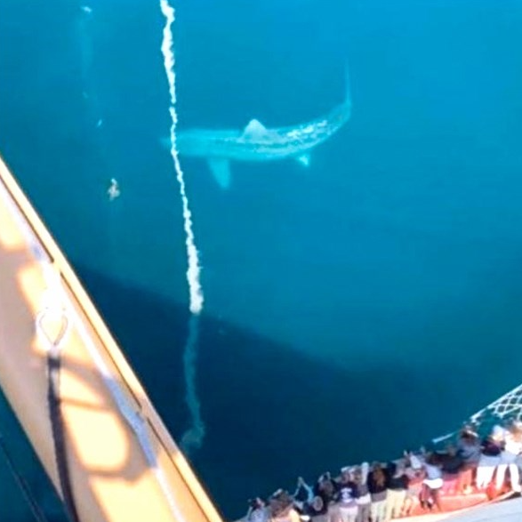 Ljudi na kruzeru vrištali od straha zbog golemog morskog psa, mislili da je megalodon