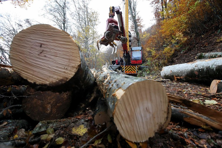 Hrvatske šume kažu da ne gubimo šume. Zaraslu šikaru žele podvaliti pod "rast šuma"