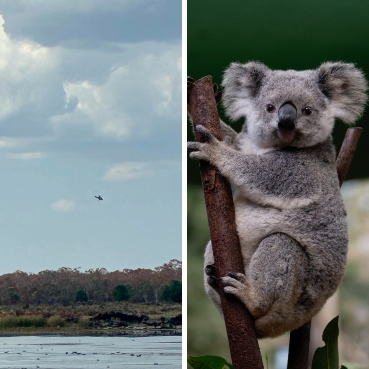 Australci snajperima iz helikoptera tamane koale: "Ne možemo im drukčije pomoći"