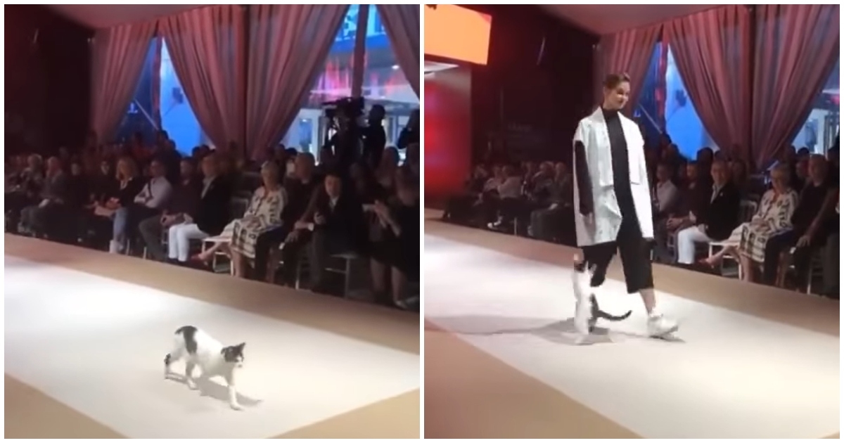 Mačka upala na modnu reviju pa pokušala zaustaviti jednu manekenku