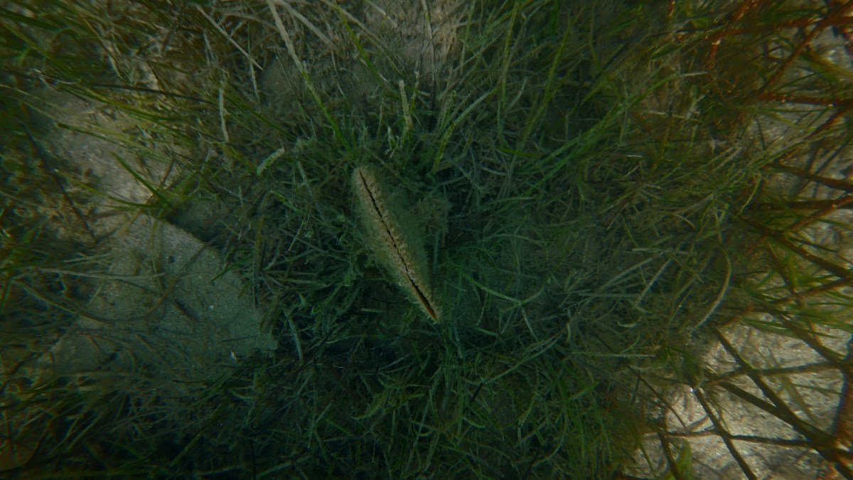 Na Rabu pronađena živa periska