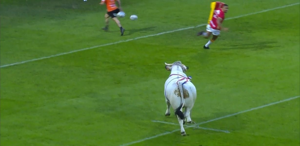 Pogledajte kako je bik utrčao na teren i natjerao igrače na panični bijeg