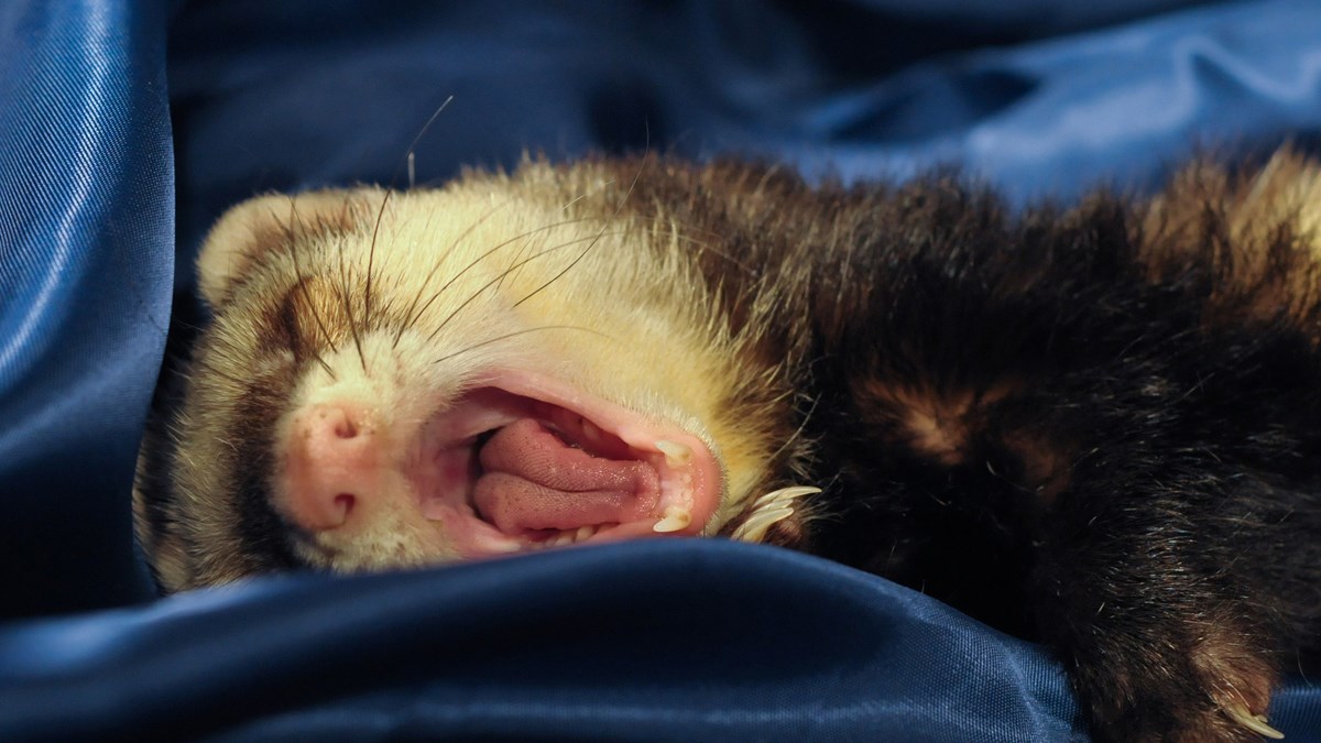 Afrički tvorovi su inteligentne i zaigrane životinjice koje vole zabavu