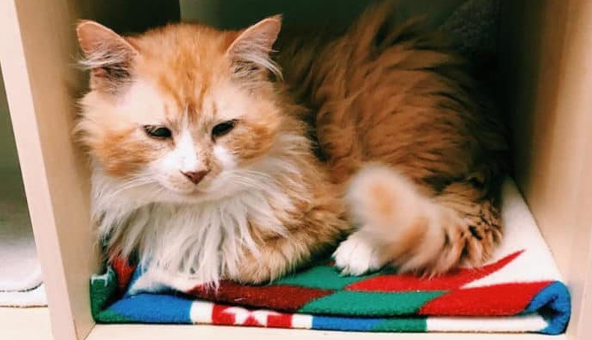 Mačak je prešao 20 kilometara kako bi se vratio obitelji koja ga je odbacila