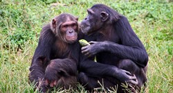 Prvi put uočeno da čimpanze liječe jedne drugima rane