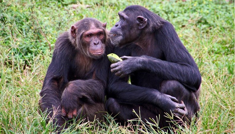Prvi put uočeno da čimpanze jedne drugima na rane stavljaju "lijek"