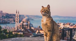 Mačke u islamskom svijetu imaju posebno mjesto. Evo zašto