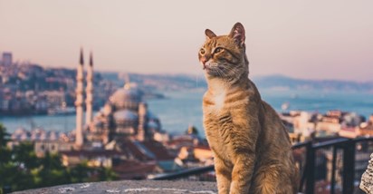 Mačke u islamskom svijetu imaju posebno mjesto. Evo zašto