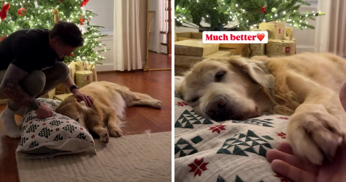 Božićna čarolija: Stari pas i njegov jastuk osvojili srca korisnika TikToka