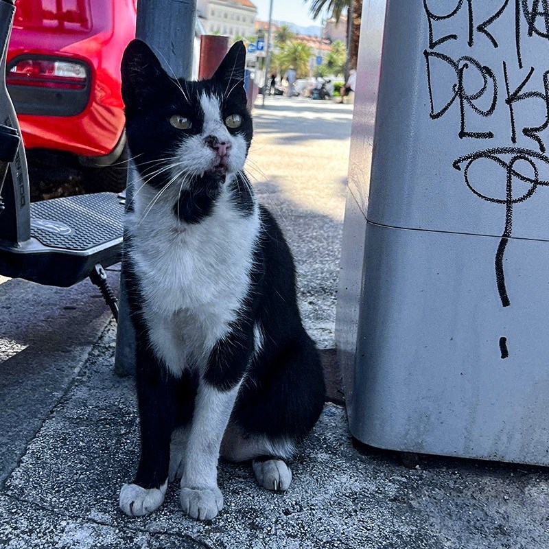 Ovo je najpopularniji splitski mačak. Domaći ga vole, a turisti traže na Google karti