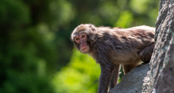 Majmun koji je pobjegao iz ZOO-a uhvaćen nakon pet dana na slobodi u Škotskoj