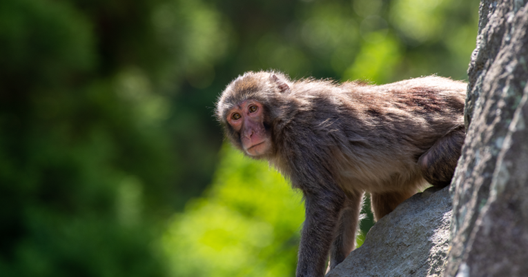 Majmun pobjegao iz ZOO-a pa krao hranu za ptice iz vrta: Napokon je uhvaćen 