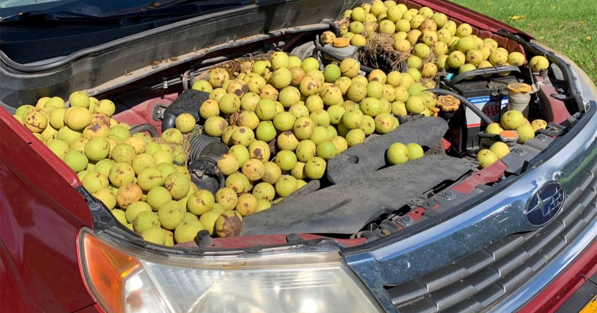 Pogledajte čime je vjeverica napunila Subaru