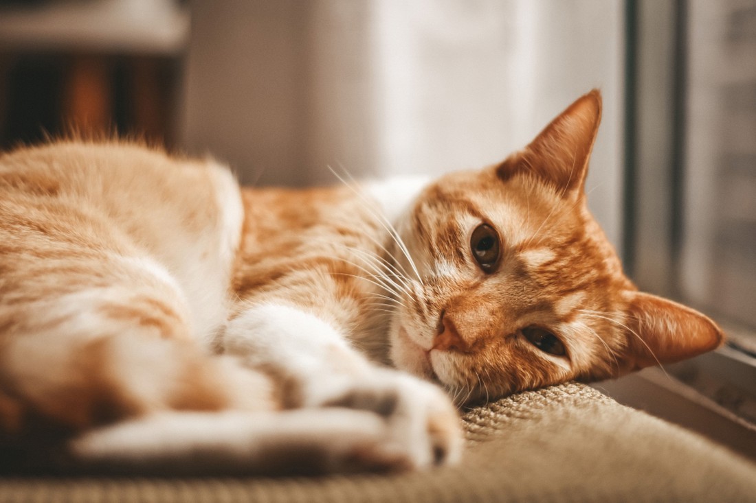 Osam znakova da je mačka sretna u vašem društvu, prema veterinarki
