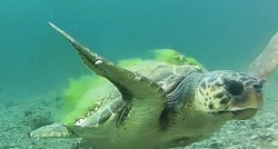 VIDEO Rijetka ugrožena morska kornjača vratila se po selfie nedaleko Šibenika