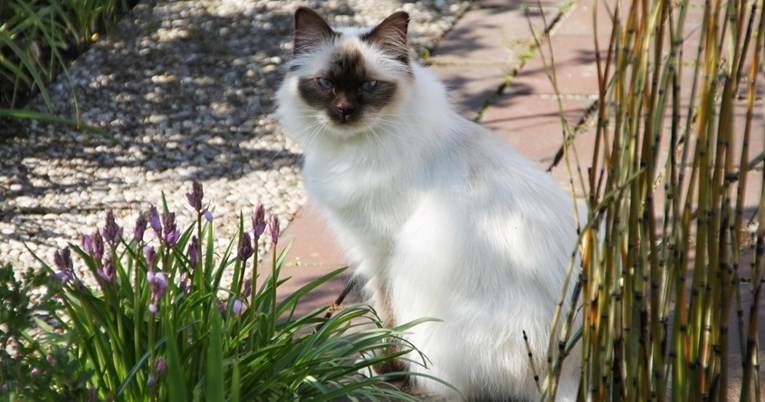 Najumiljatija mačka: Ova pasmina ne podnosi biti sama