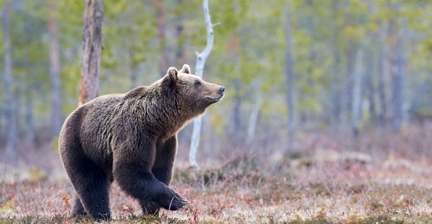 Zašto je izumro spiljski medvjed? Zbog dolaska ljudi u Europu