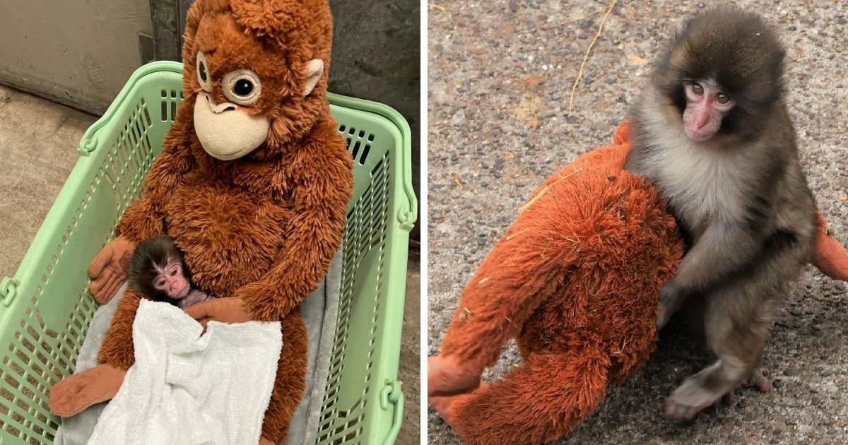 Sve što vas je zanimalo o Punchu na jednom mjestu (i njegove baby fotke)