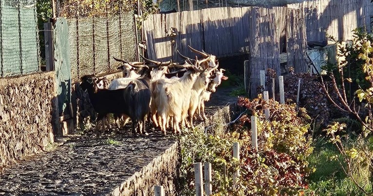 Invazija divljih koza na talijanskom otoku: Stanovnici razmišljaju o odlasku