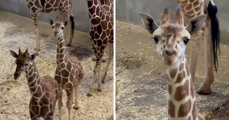 Urnebesna reakcija bebe žirafe na vlastiti odraz postala je viralni hit