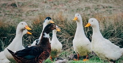 Evo što trebate znati ako želite da vam patka bude ljubimac