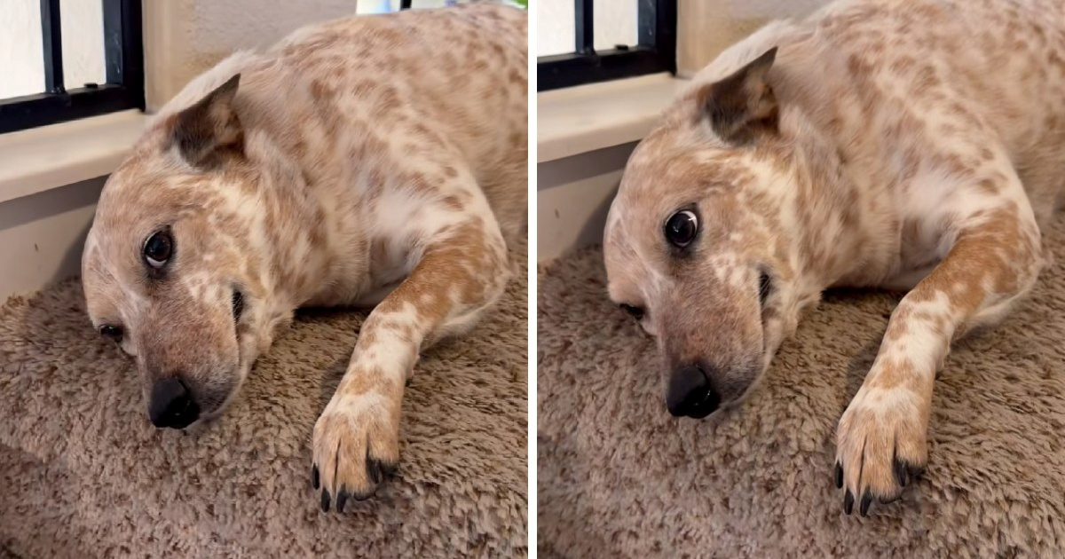 1,2 mil. pregleda: Dramatična reakcija psa na odbijanje nasmijala je internet