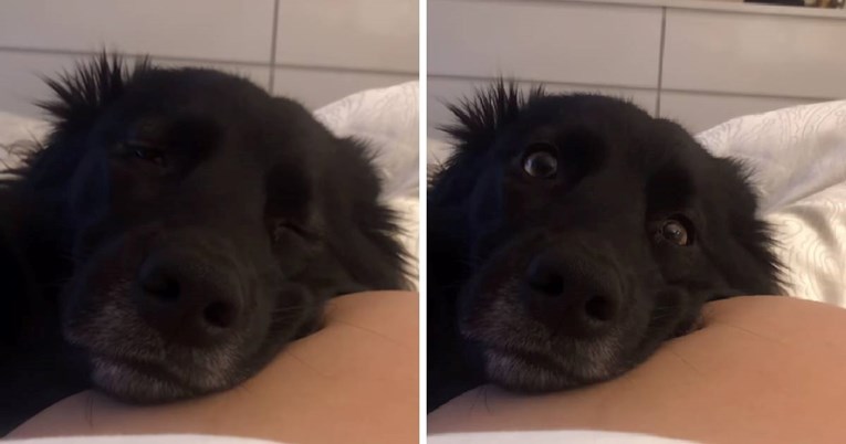 Beba udarila psa iz trbuha: Njegova reakcija je neprocjenjiva