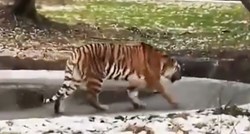 Tigar prošetao zaleđenim jezerom pa umalo požalio