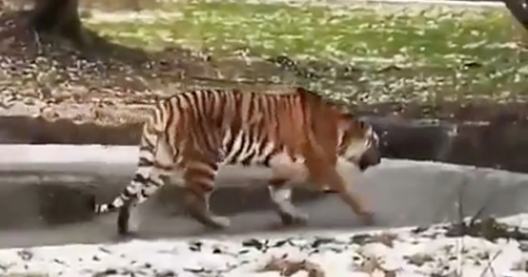 Tigar prošetao zaleđenim jezerom pa umalo požalio