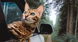 Ova bengalska mačka je svjetski putnik, bila je i u Hrvatskoj. Fotke oduzimaju dah