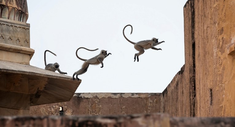 Četiri laboratorijska majmuna pobjegla iz kamiona nakon sudara, jedan još na slobodi