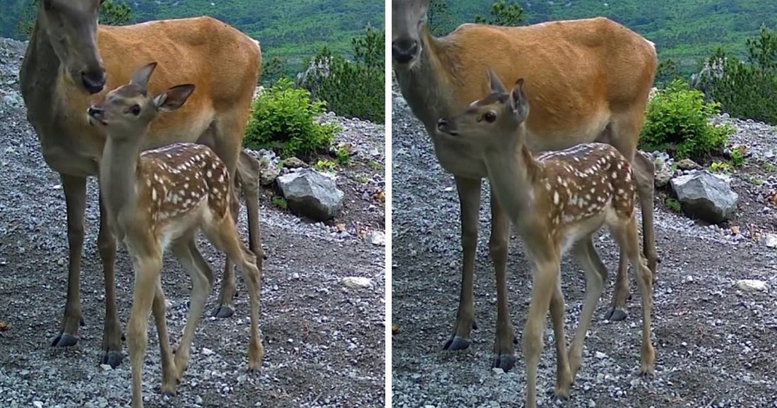 VIDEO Bambi s mamom u NP-u Paklenica nešto je najslađe što ćete danas vidjeti