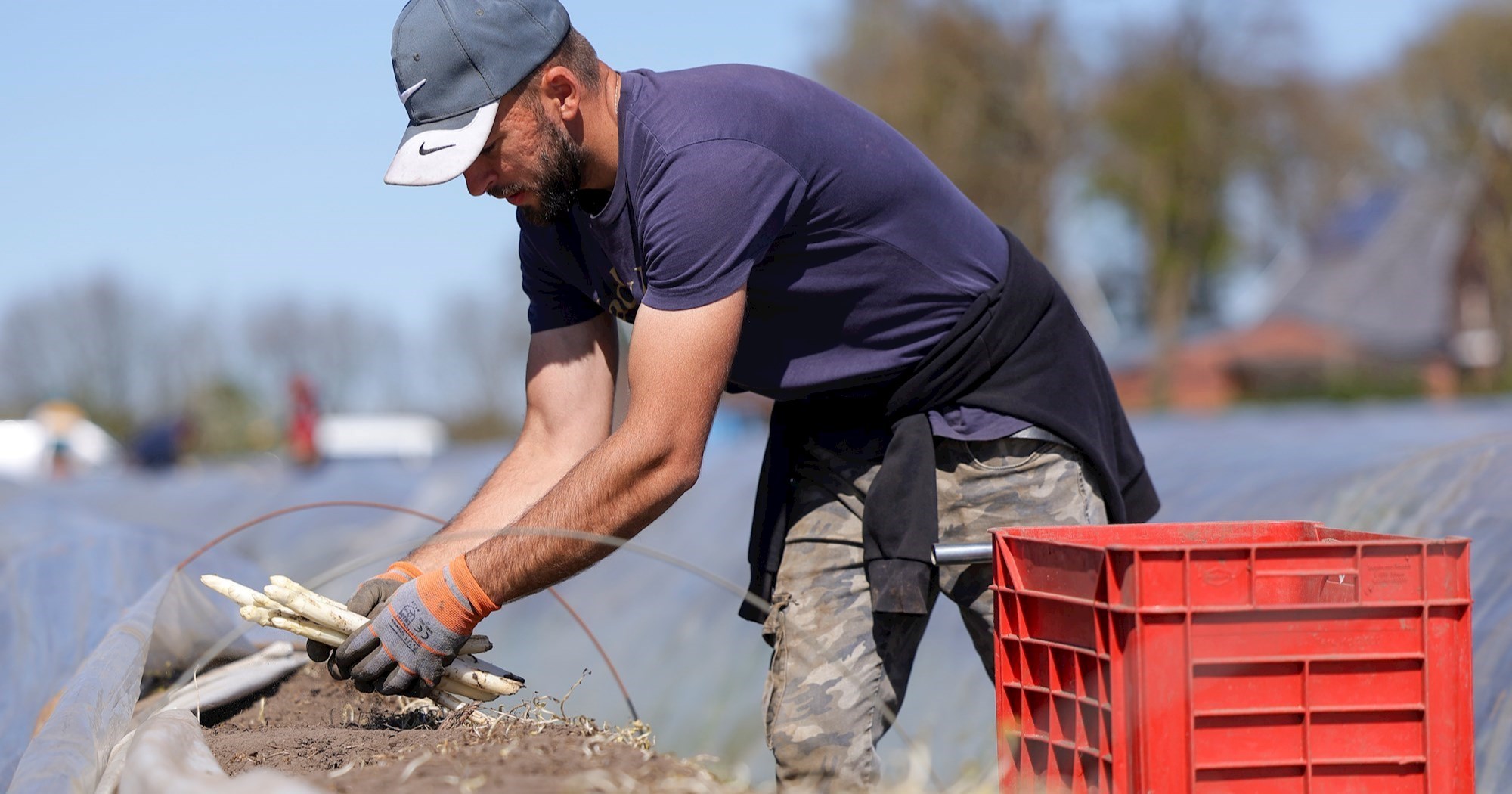 Njemački ministar: Plaće sezonaca koji rade u poljima mogle bi biti ispod minimalca