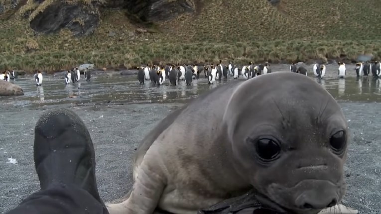 VIDEO Nevjerojatno slatki prizori: Znatiželjnu bebu tuljana zainteresirala je kamera