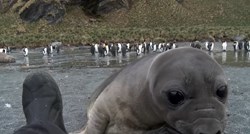 VIDEO Nevjerojatno slatki prizori: Znatiželjnu bebu tuljana zainteresirala je kamera
