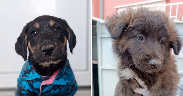 Napuštene njuškice sanjaju o toplim domovima, pomozimo im da ostvare taj san