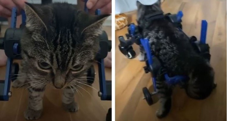 Snimila mačka s invaliditetom kako čini svoje prve korake, video mnoge rasplakao