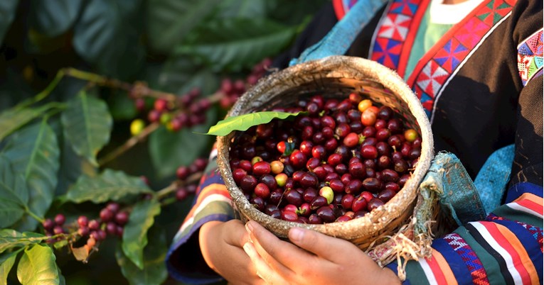 Brazilski istraživači su korak bliže prirodnom uzgoju kave bez kofeina