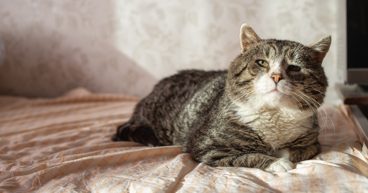 Kako izračunati mačju dob u usporedbi s ljudskim godinama