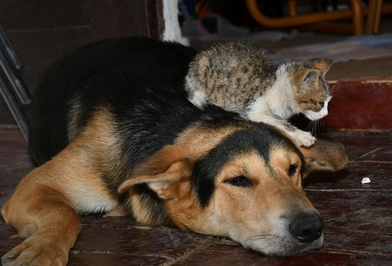 Pas u Bosanskom Brodu spasio mačića s deponija i sad se ne odvaja od njega