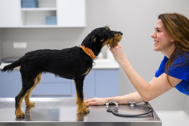 U Splitu otvorena veterinarska bolnica