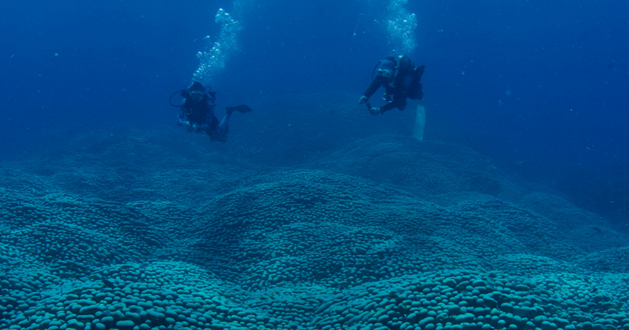 FOTO Kod Australije otkrivena najveća kolonija koralja na svijetu