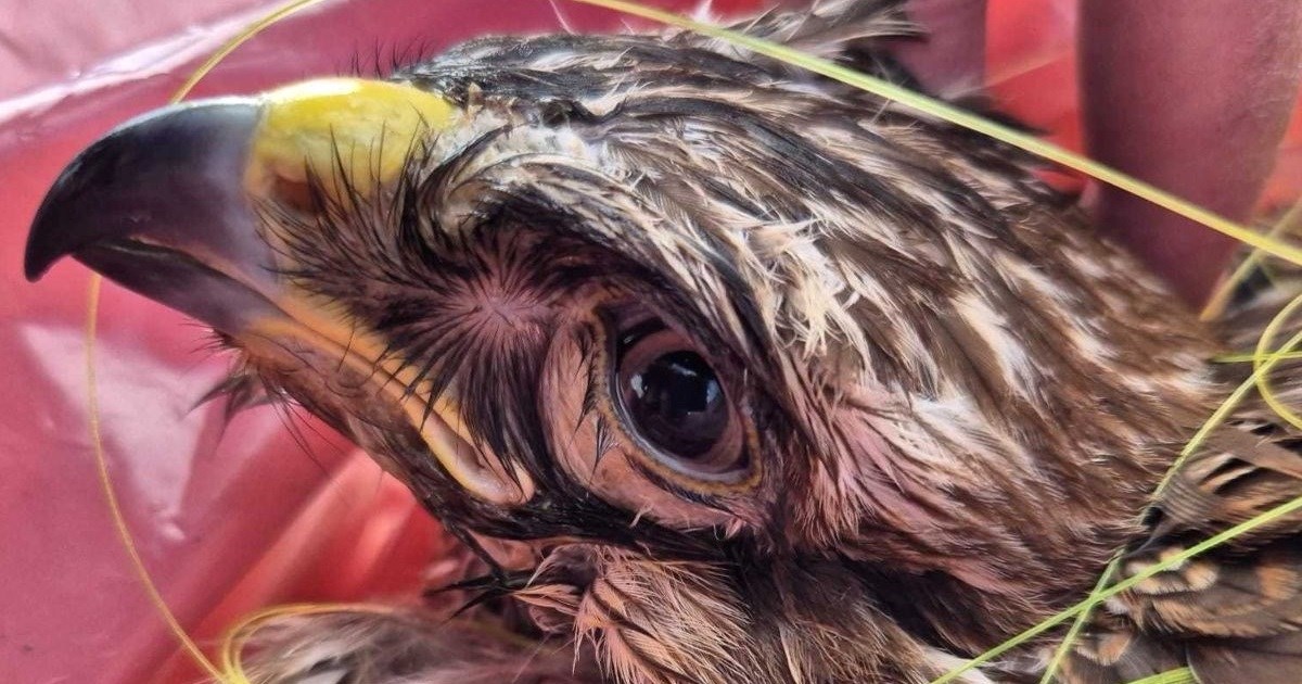 Nesretan slučaj na jezeru Savica: Škanjac se utopio zbog ostavljene ribičke opreme