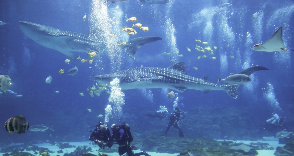 Istraživanje: Klimatske promjene na dnu oceana sedam puta brže nego dosad