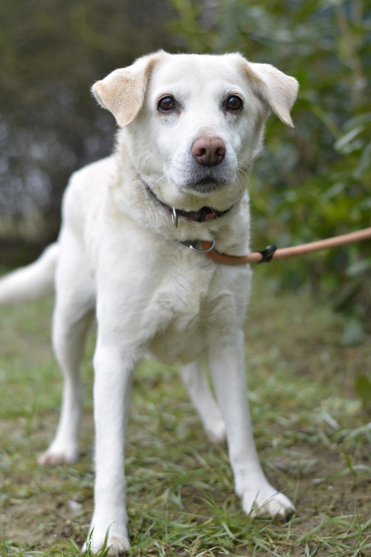 Njezin čovjek se razbolio i ne može se brinuti o njoj: Padma (11) traži novi dom
