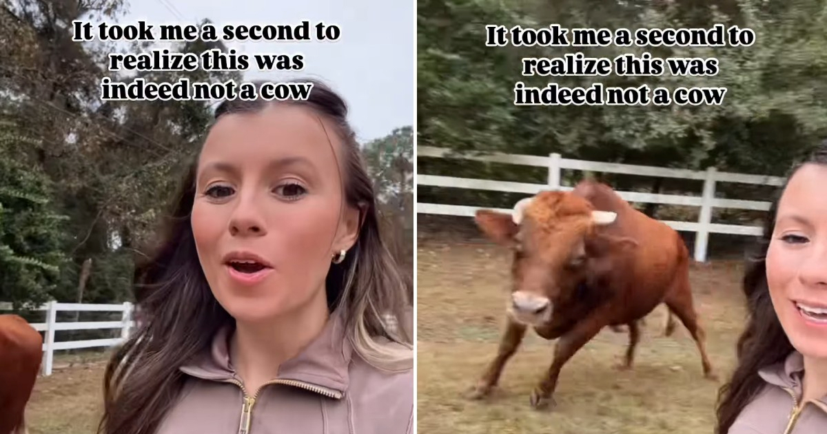 Žena pokušala snimiti selfie s kravama, a onda je shvatila da je u opasnosti